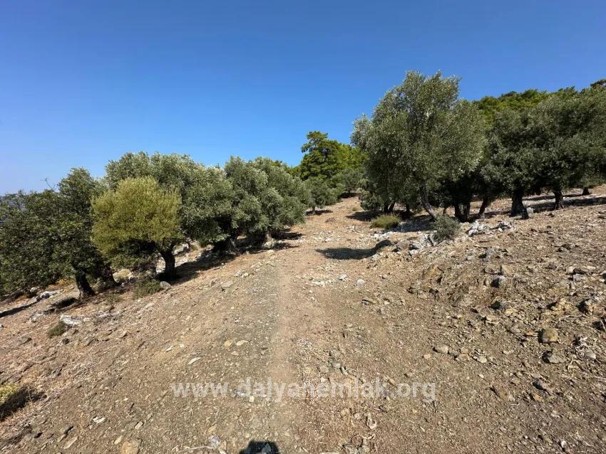 Feld Zu verkaufen in Çandır Bz. Köyceğiz - Feld-Zonierung - 21.000 m²