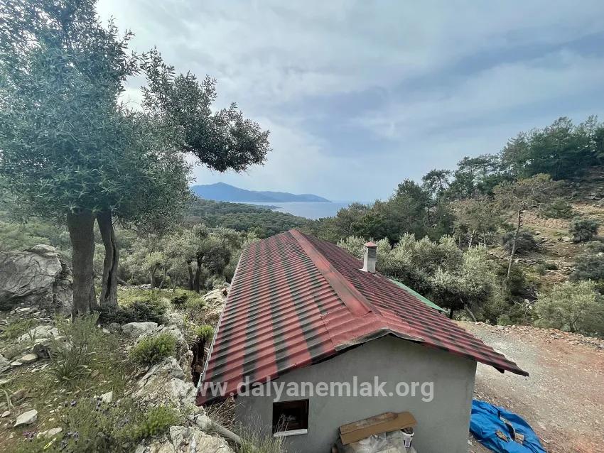 Feld Zu verkaufen in Ekincik Bz. Köyceğiz - Olive-Zonierung - 7.000 m²