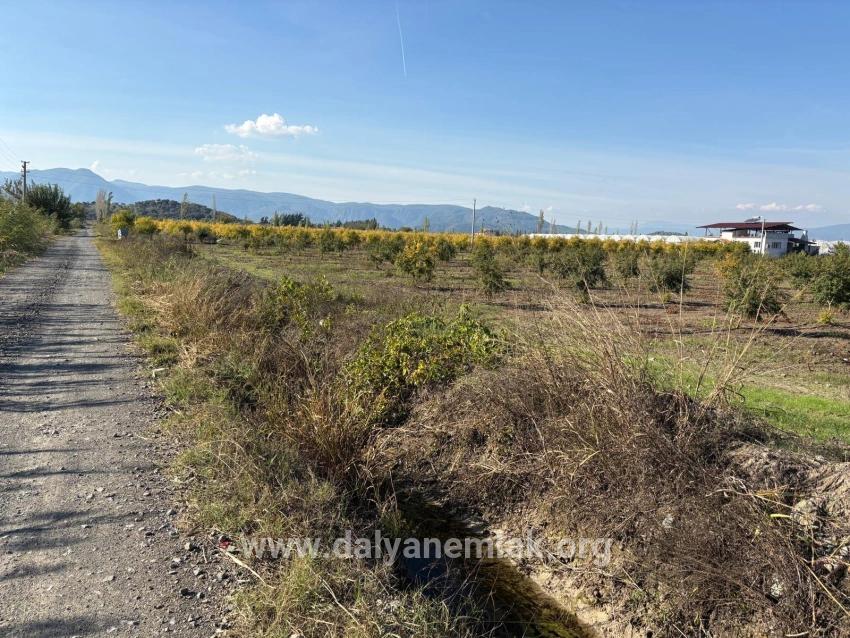 21500 M² Großer Granatapfelgarten In Eskiköy Zu Verkaufen
