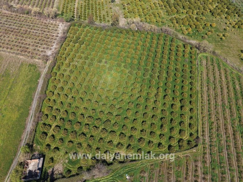 17.550 M2 Weinberg-bahce Zum Verkauf In Der Nähe Des Dalyan Centers
