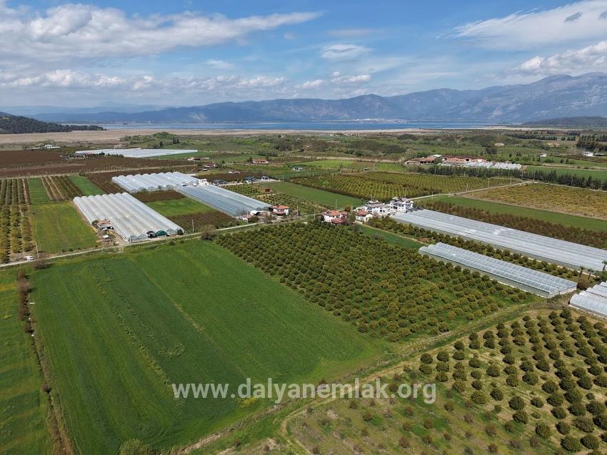 16.000 M² Großer Granatapfelgarten In Eskiköy Zu Verkaufen