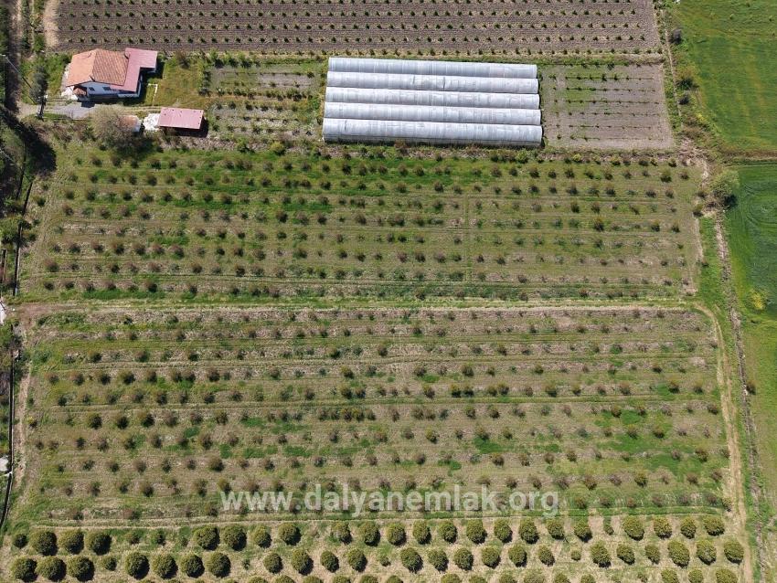 16.000 M² Großer Granatapfelgarten In Eskiköy Zu Verkaufen