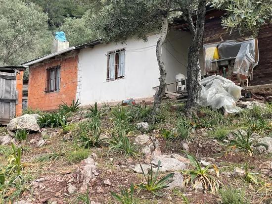 Köyceğiz Ekincik mit Meerblick 7.000m2 2b zu verkaufen Olivenhain