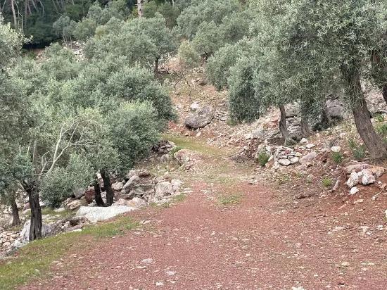 Köyceğiz Ekincik mit Meerblick 7.000m2 2b zu verkaufen Olivenhain