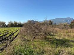 Feld Zu verkaufen in Dalyan Bz. Ortaca - Feld-Zonierung - 4.541 m²