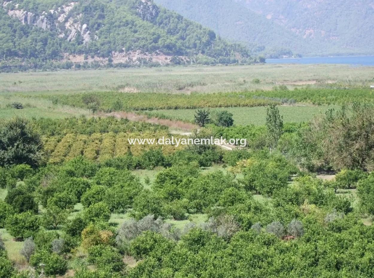 Bauernhof Zum Verkauf Bauernhof Zum Verkauf In Dalyan 73410M2