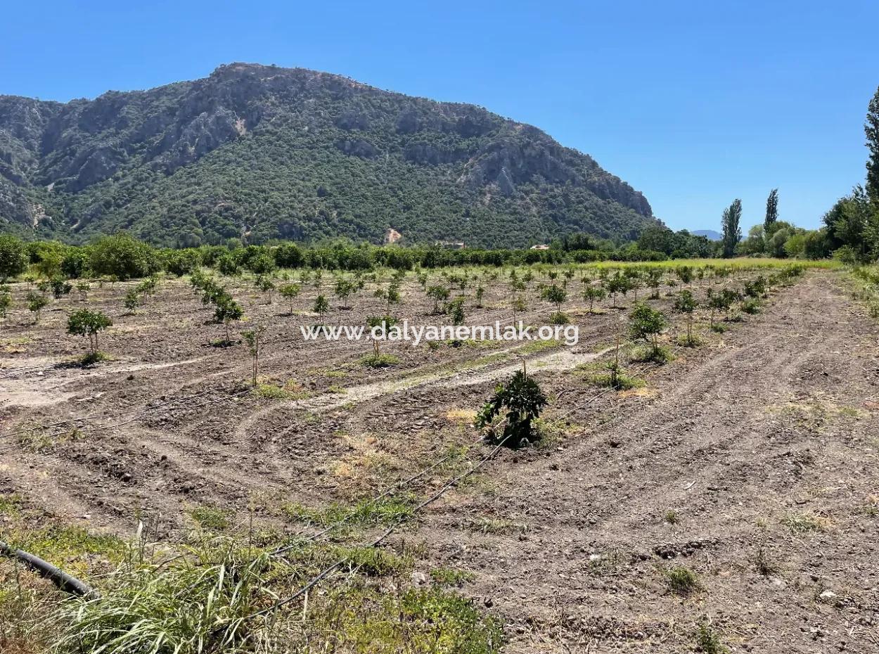 Okçular Land Zum Verkauf In Marmarlı 6500M2