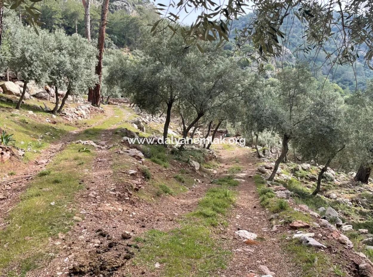 Olivenhaus Mit Meerblick In Ekincik Steht Zum Verkauf