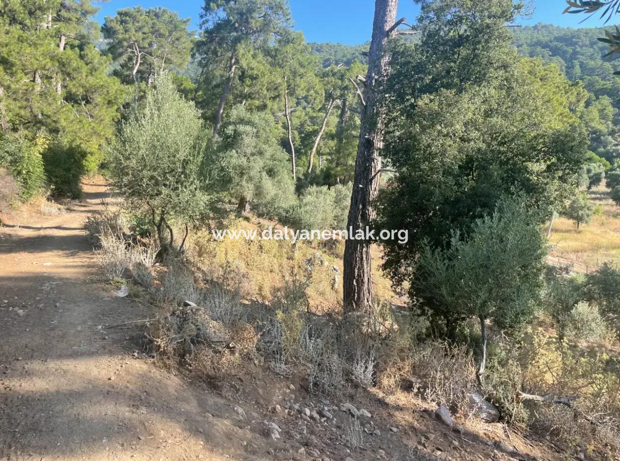 1.320M2 Feld Zum Verkauf Im Zentrum Von Çandır Am Wald