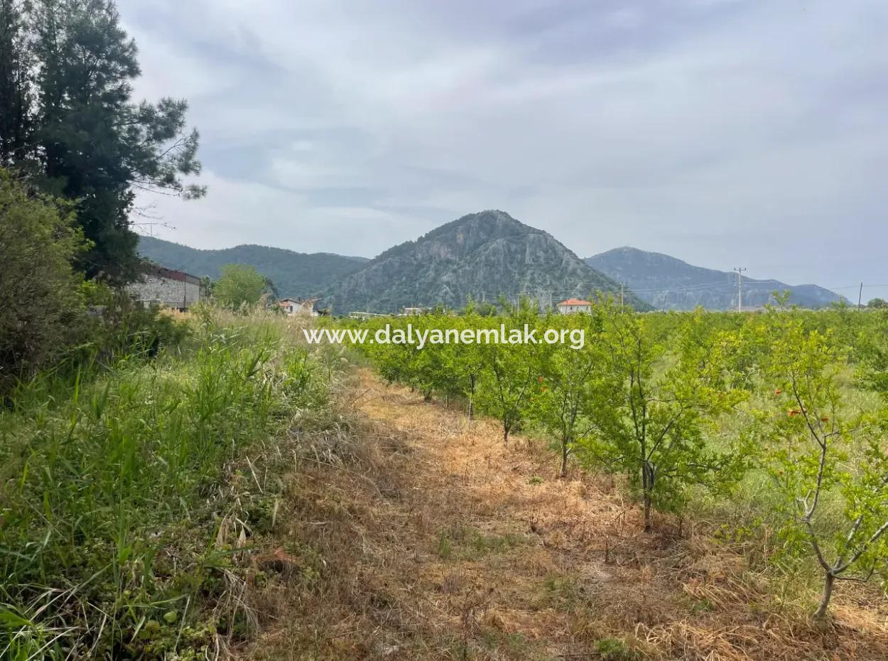 Feld Zu Verkaufen 6500M2 In Dalyan