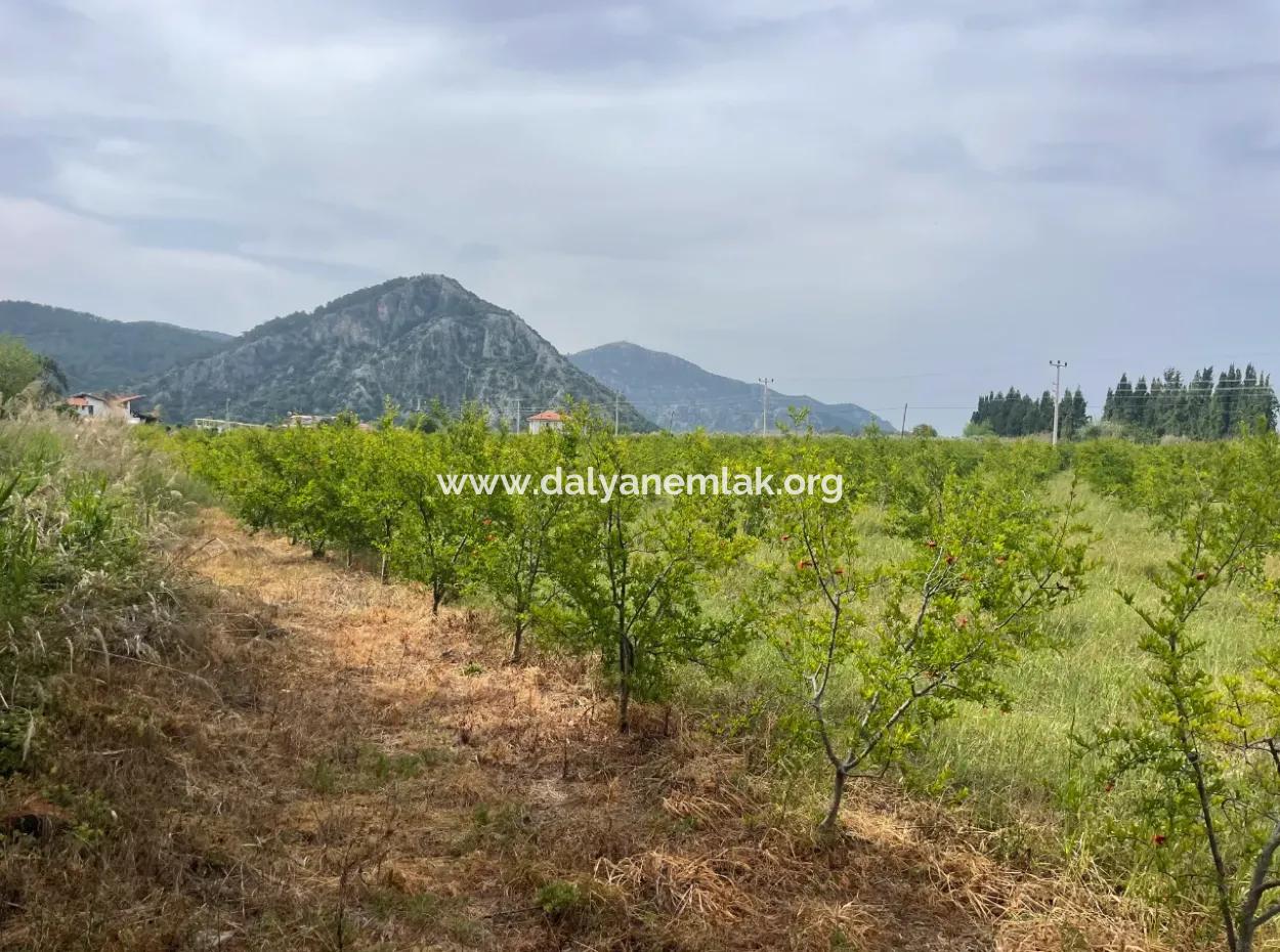 Feld Zu Verkaufen 6500M2 In Dalyan