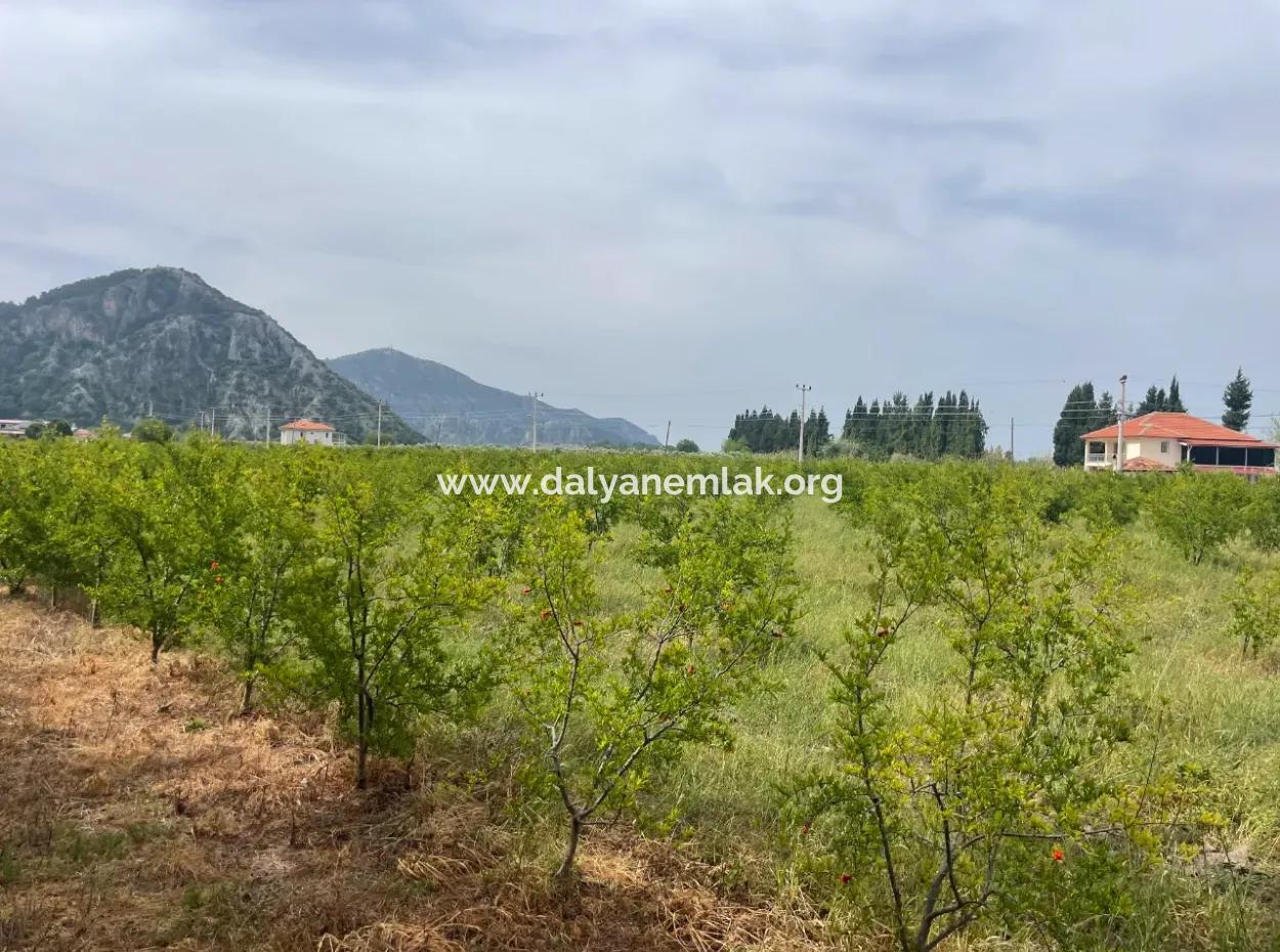 Feld Zu Verkaufen 6500M2 In Dalyan