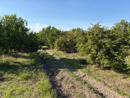 6150M2 Zitronen- Und Granatapfelgarten Zum Verkauf In Eskiköy