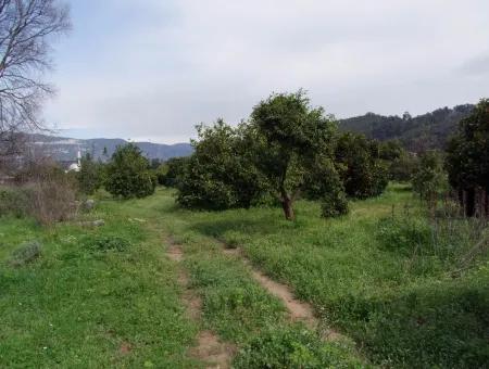 Bad Für Verkauf In Orange Grove 24,000M2 Zum Verkauf In Der Nähe Von Dem Meer Garten Zum Verkauf Schnäppchen