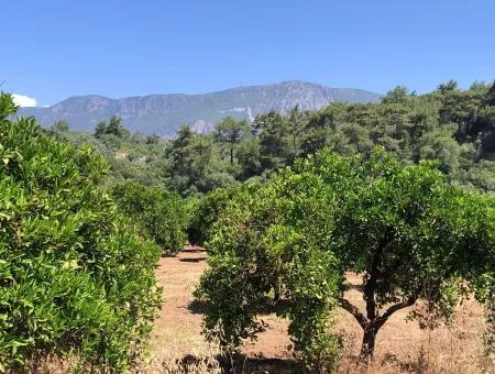 Garten Zum Verkauf In Gokce Akyaka, In Der Nähe Vom Meer, 38,000M2 Grundstück Zum Verkauf