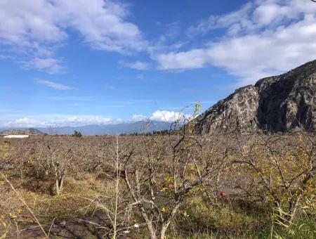 Grundstück Zu Verkaufen In Dalyan Istuzu Yollu Auf 24.000M2 Granatapfelgarten Zu Verkaufen