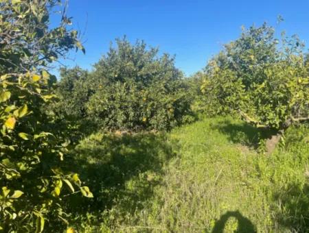 Dalyan Grundstück Zum Verkauf 5227M2 Grundstück Zum Verkauf