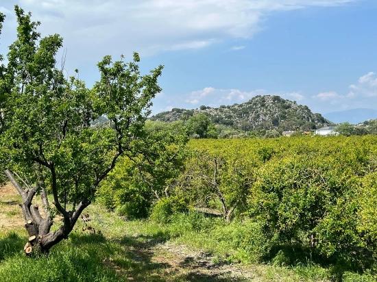 5.100 M² Großes Grundstück In Dalyan, Gebiet Maraş, Zu Verkaufen, Ausgewiesen Für 5% Wohnnutzung.