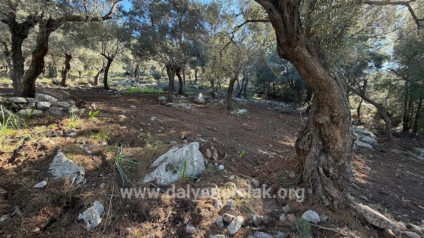 2b Field Of 5715m2 For Sale With Full Sea View In Çandır