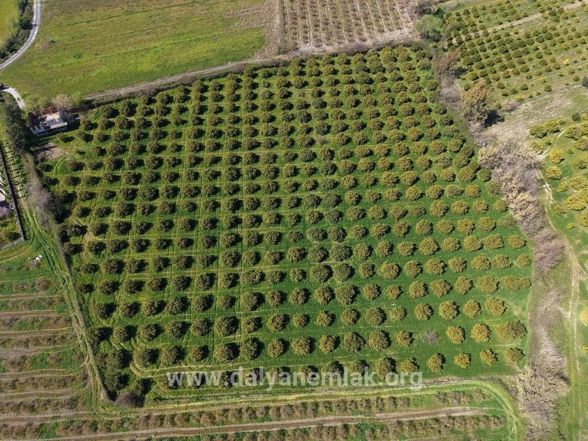 17.550m2 Vineyard-bahce For Sale Close To Dalyan Center