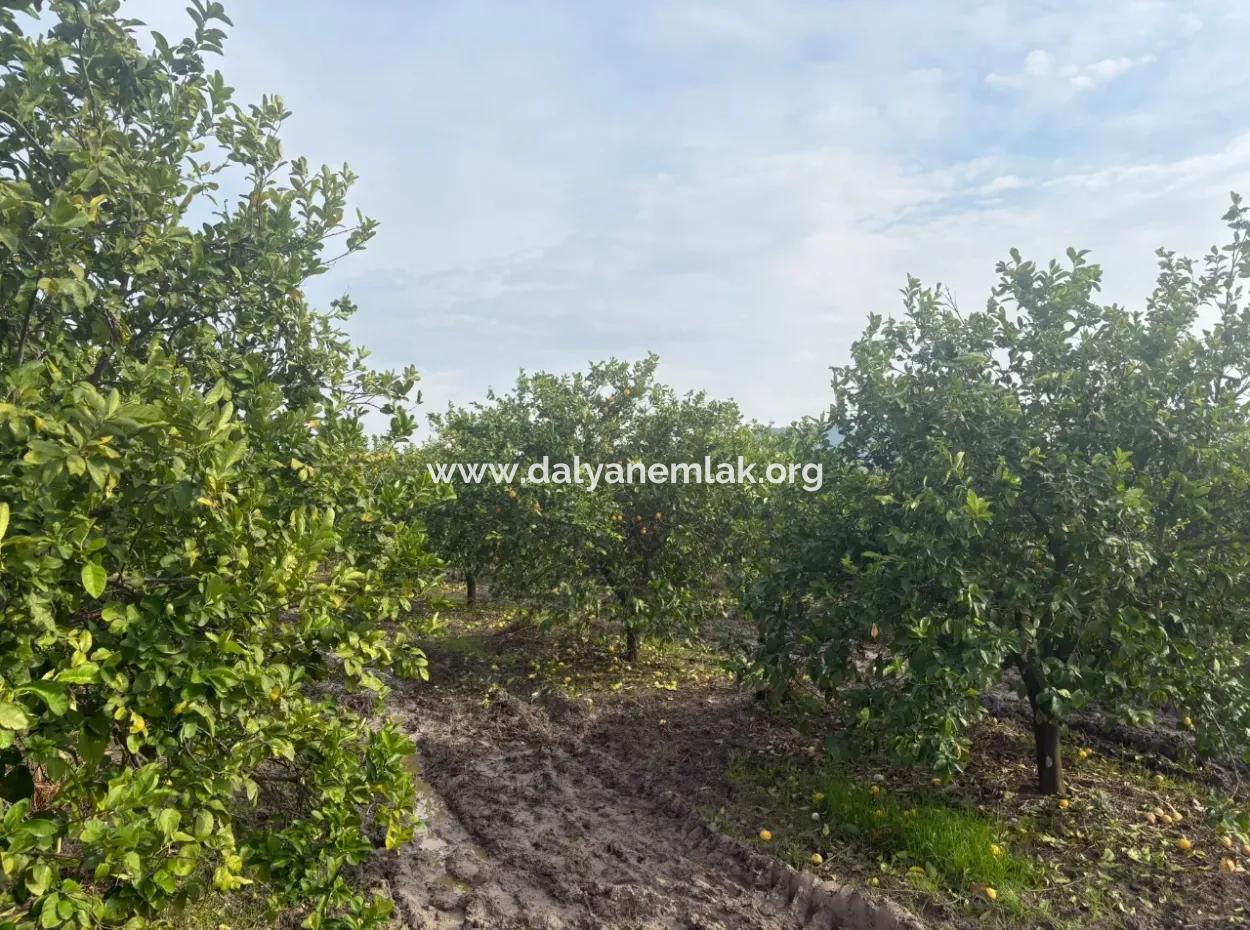 Single Title Deed 5617M2 Lemon Orchard For Sale In Tepearası