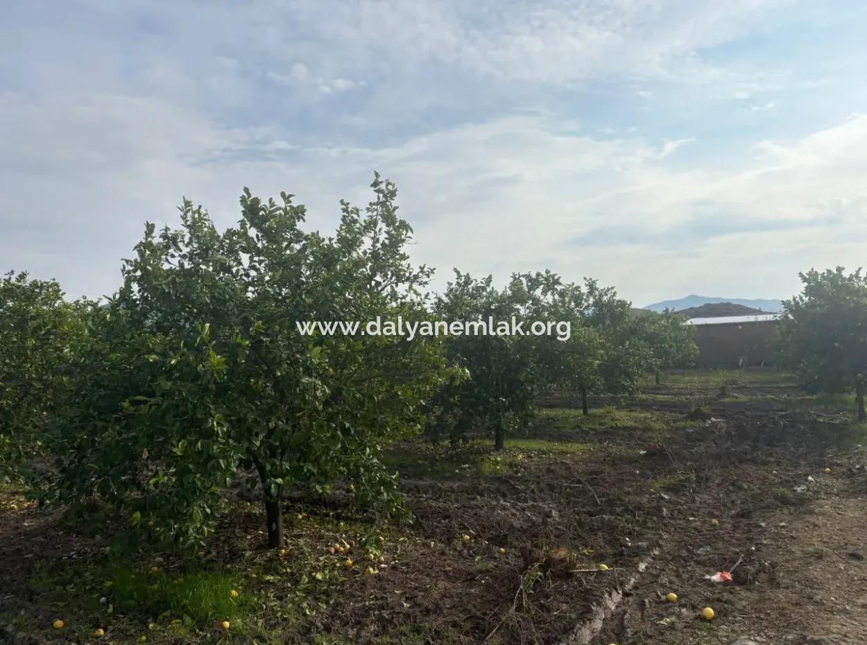 Single Title Deed 5617M2 Lemon Orchard For Sale In Tepearası