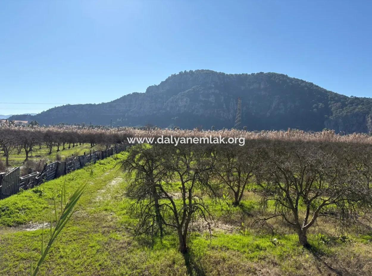 5985M2 5% Zoned Land For Sale In Dalyan As Vineyard Garden