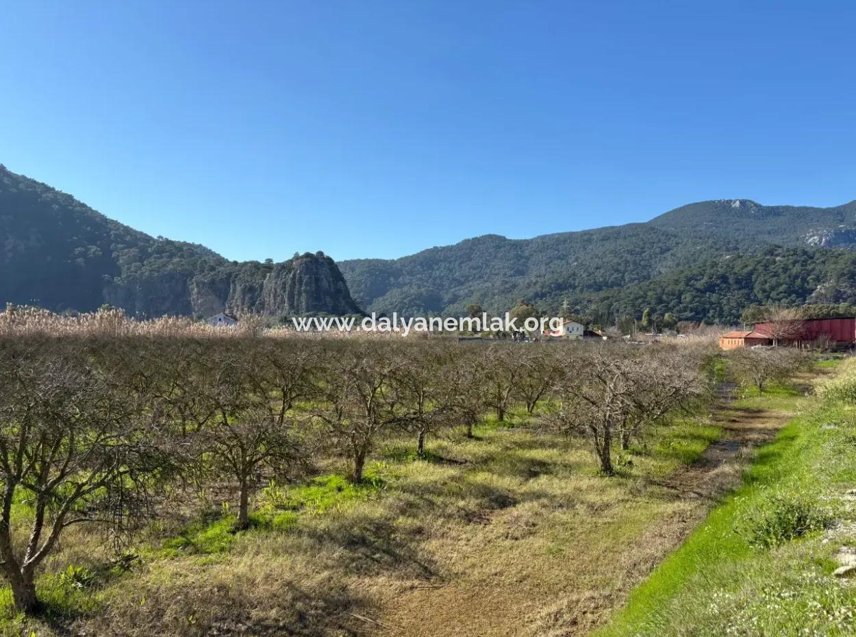 5985M2 5% Zoned Land For Sale In Dalyan As Vineyard Garden
