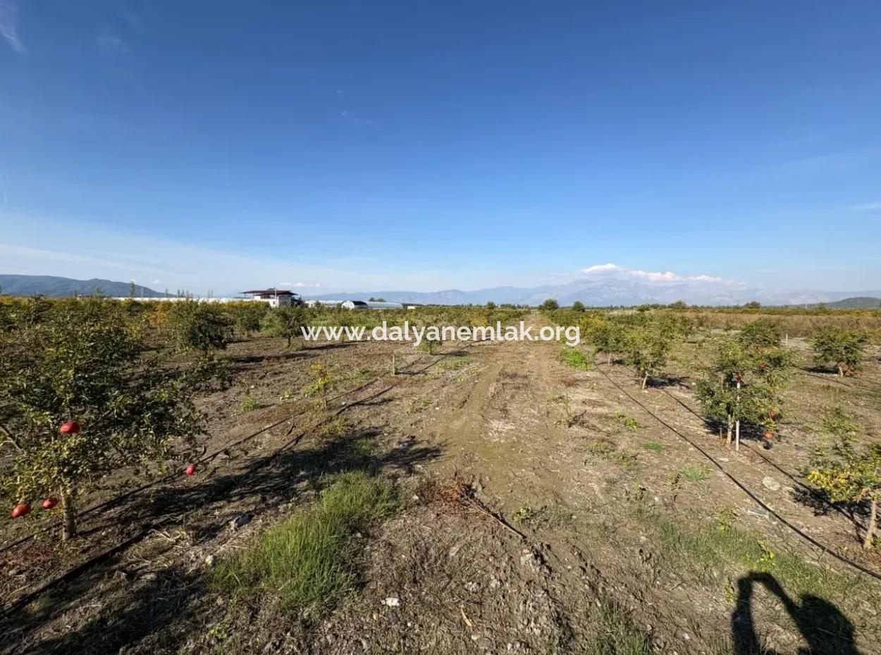 21500M2 Pomegranate Orchard For Sale In Eskiköy
