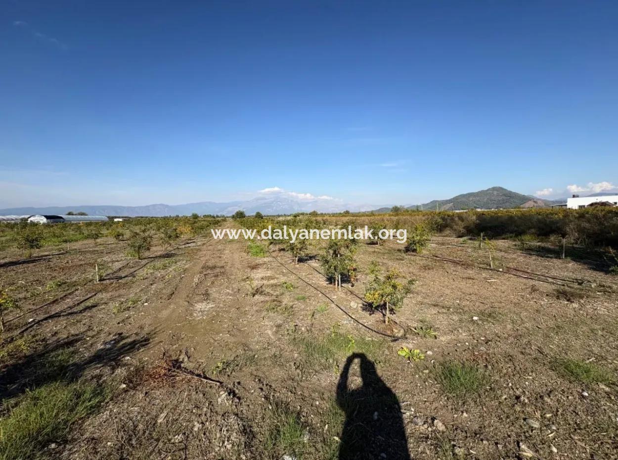 21500M2 Pomegranate Orchard For Sale In Eskiköy