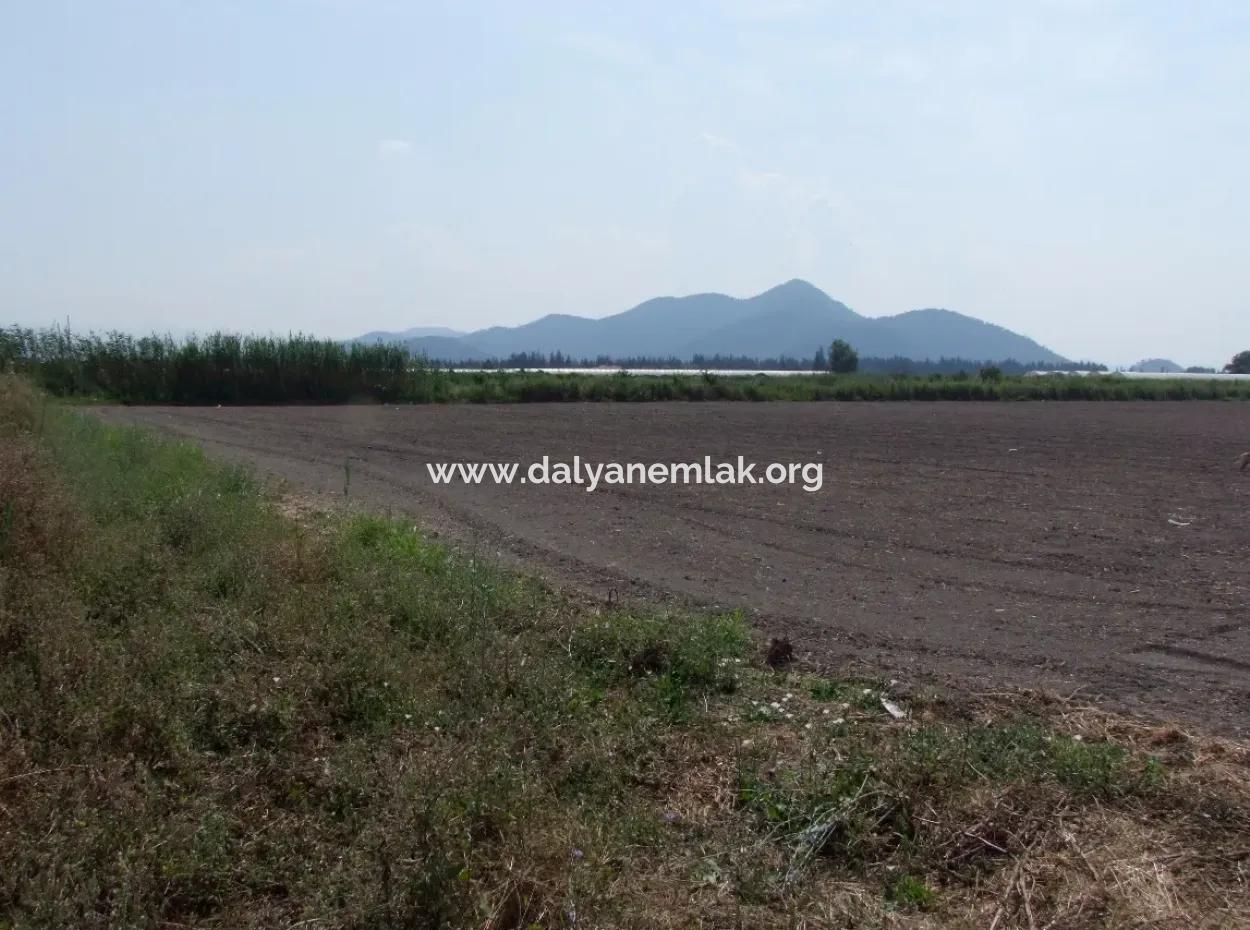 Farm For Sale In Dalyan Eskikoy Eskikoy Oriya 14,900M2 Plot For Sale Field
