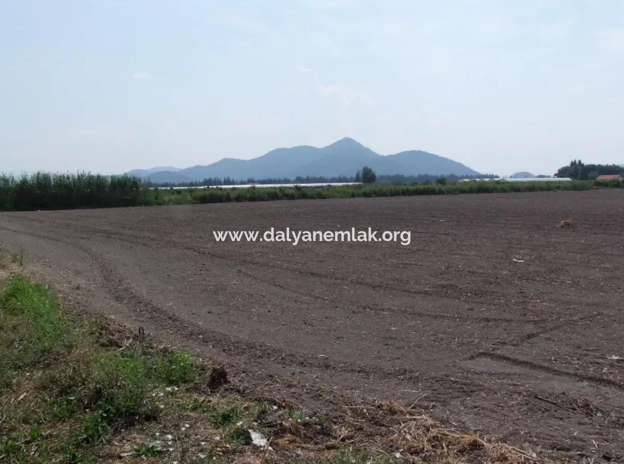 Farm For Sale In Dalyan Eskikoy Eskikoy Oriya 14,900M2 Plot For Sale Field