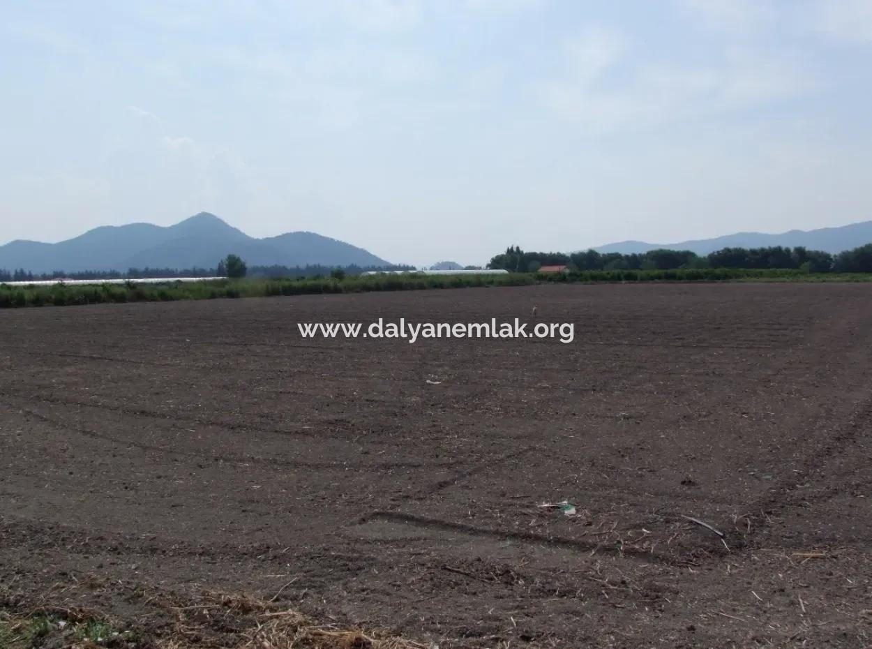 Farm For Sale In Dalyan Eskikoy Eskikoy Oriya 14,900M2 Plot For Sale Field