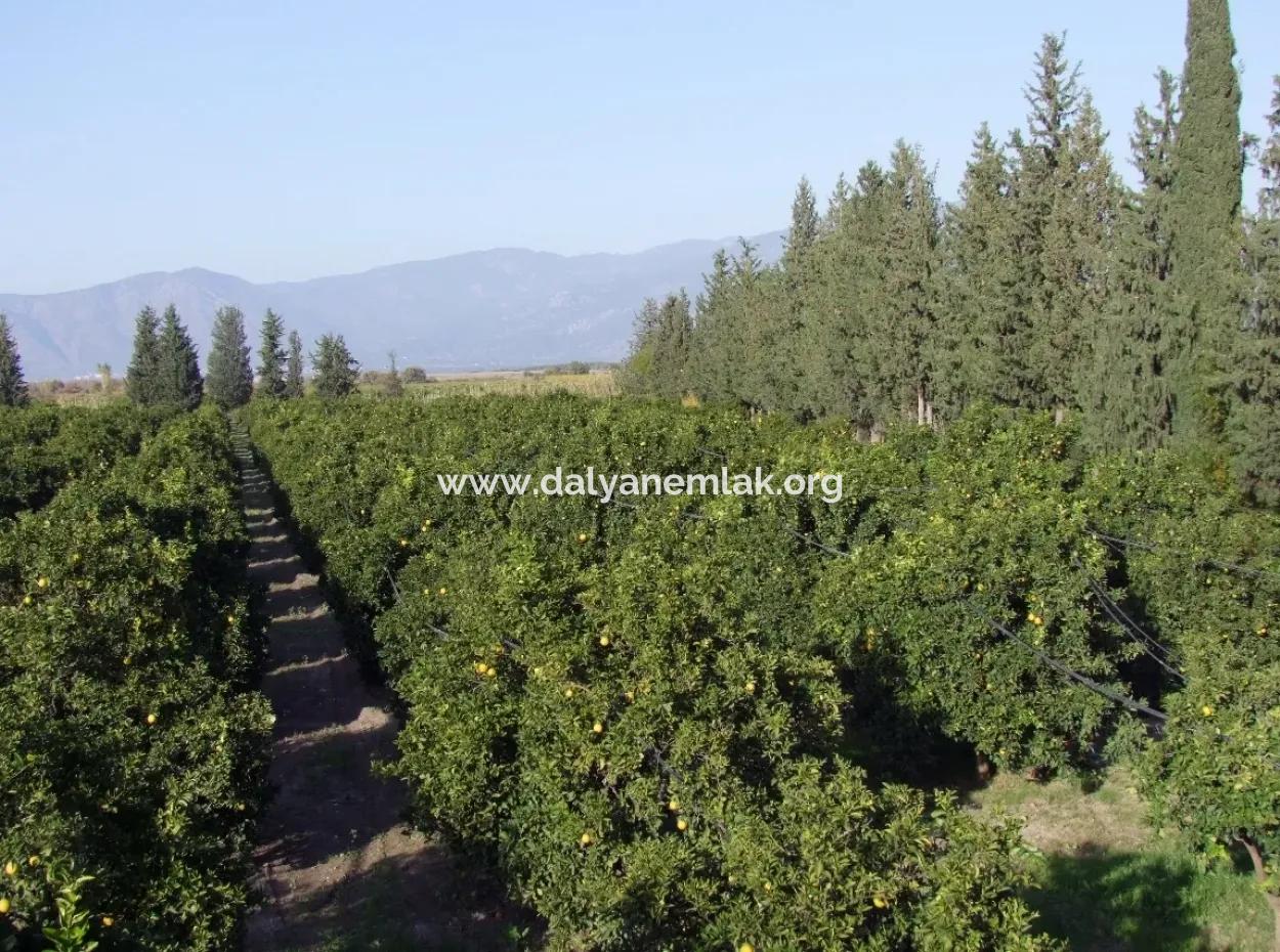 Garden For Sale In Oriya Tepearasi Between The Peak 65,000M2 Orange Garden For Sale