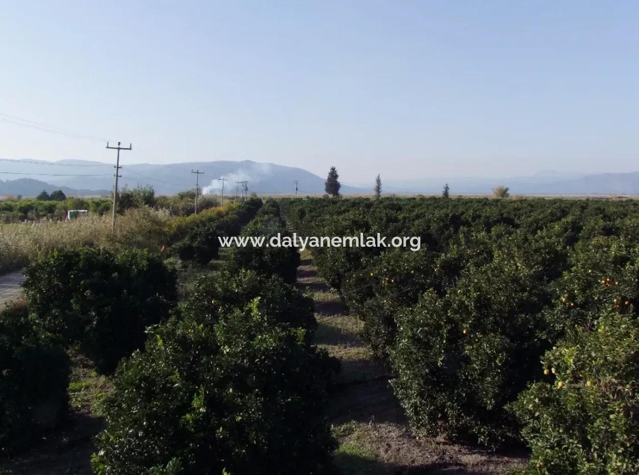 Garden For Sale In Oriya Tepearasi Between The Peak 65,000M2 Orange Garden For Sale