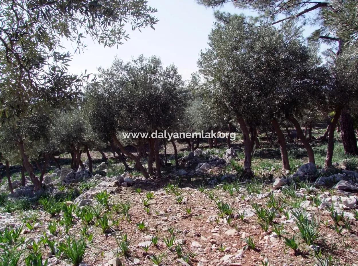 Çandır 5367M2 Farm Land For Sale Sea Views