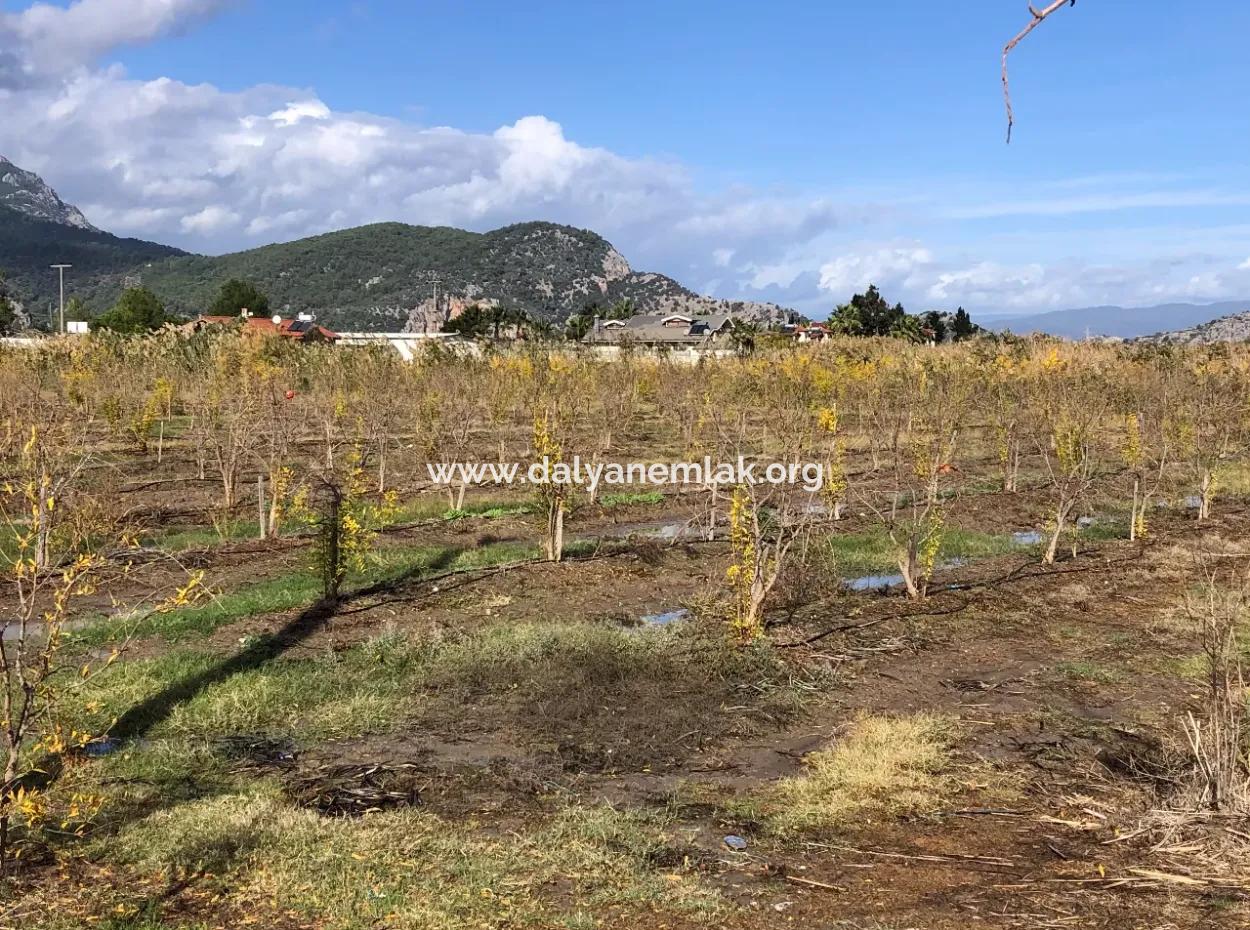 Land For Sale In Dalyan Istuzu Yollu On 24,000M2 Pomegranate Garden For Sale
