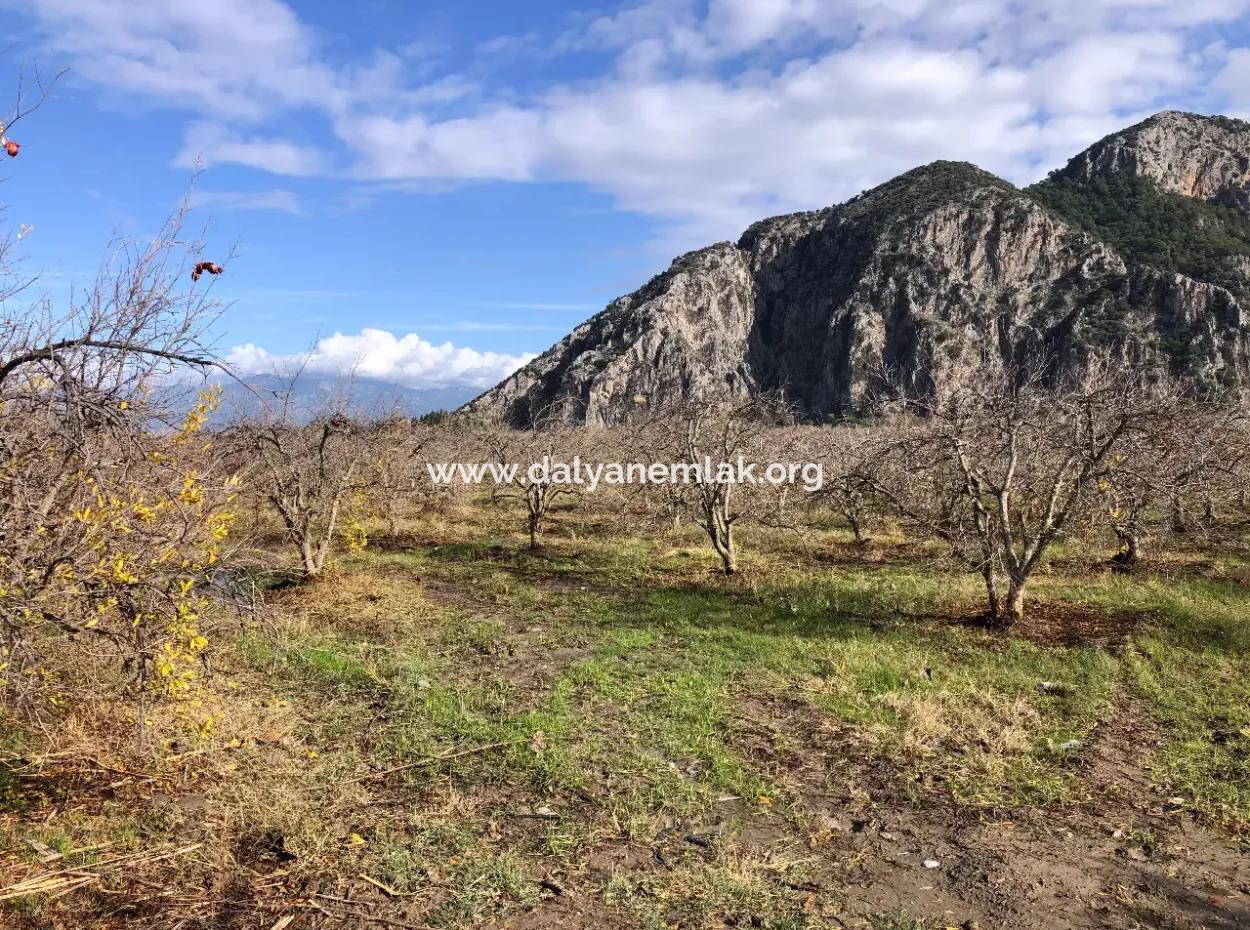 Land For Sale In Dalyan Istuzu Yollu On 24,000M2 Pomegranate Garden For Sale