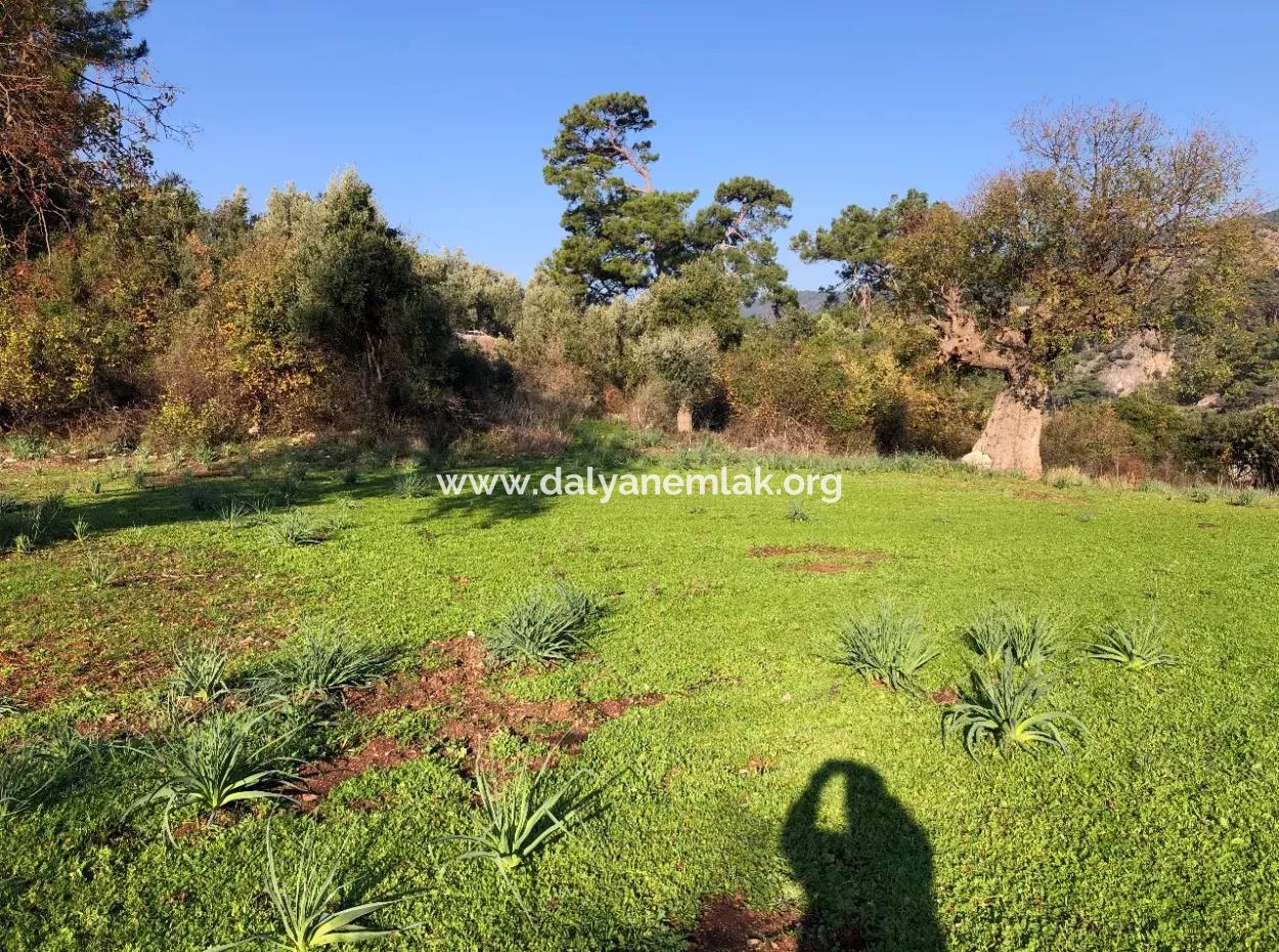 Ekincik Land For Sale 10,038M2 Land For Sale Field