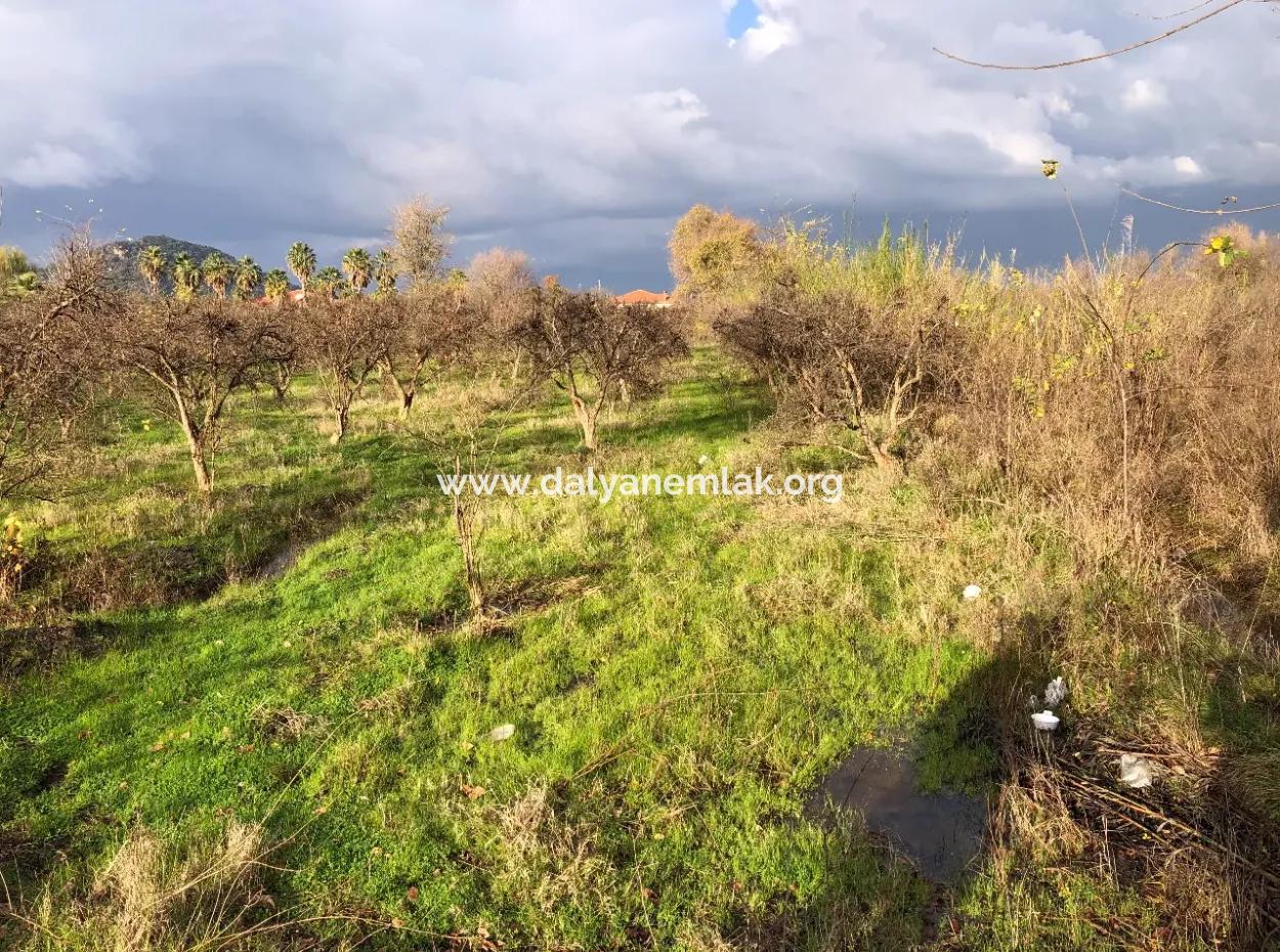 Dalyan Land For Sale Near The Center 3000M2 5% Zoning Land For Sale