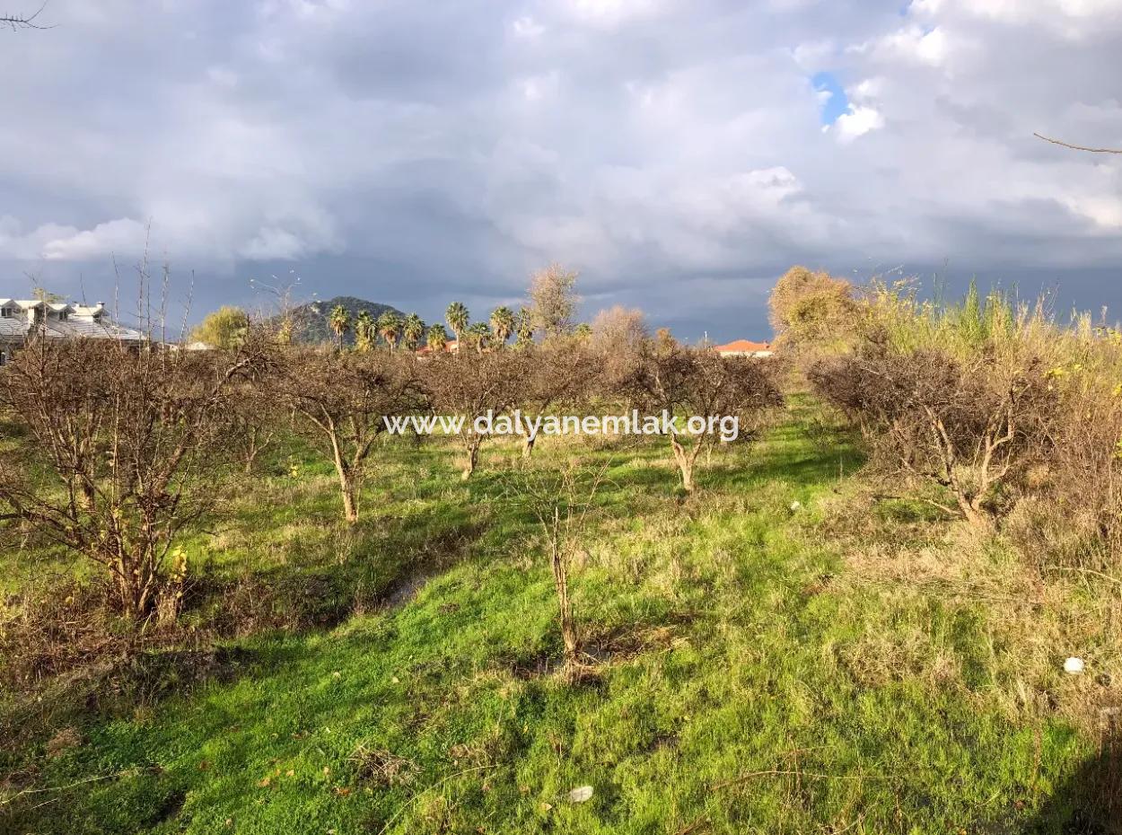 Dalyan Land For Sale Near The Center 3000M2 5% Zoning Land For Sale
