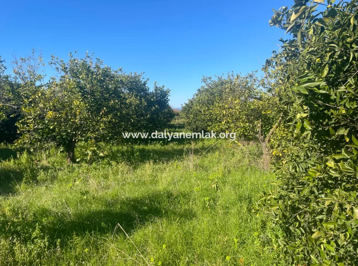 Dalyan Land For Sale 5227M2 Land For Sale