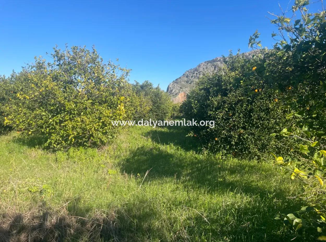 Dalyan Land For Sale 5227M2 Land For Sale
