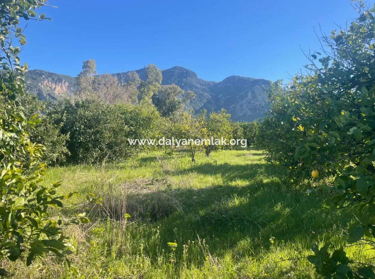 Dalyan Land For Sale 5227M2 Land For Sale