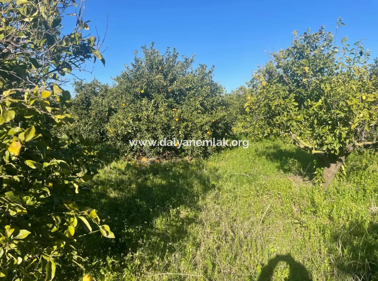 Dalyan Land For Sale 5227M2 Land For Sale