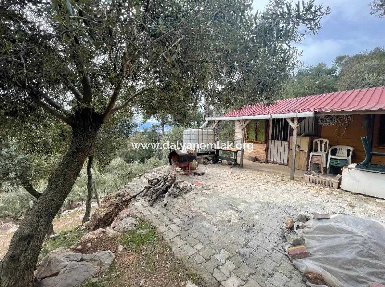Olive House With Sea View In Ekincik Is For Sale