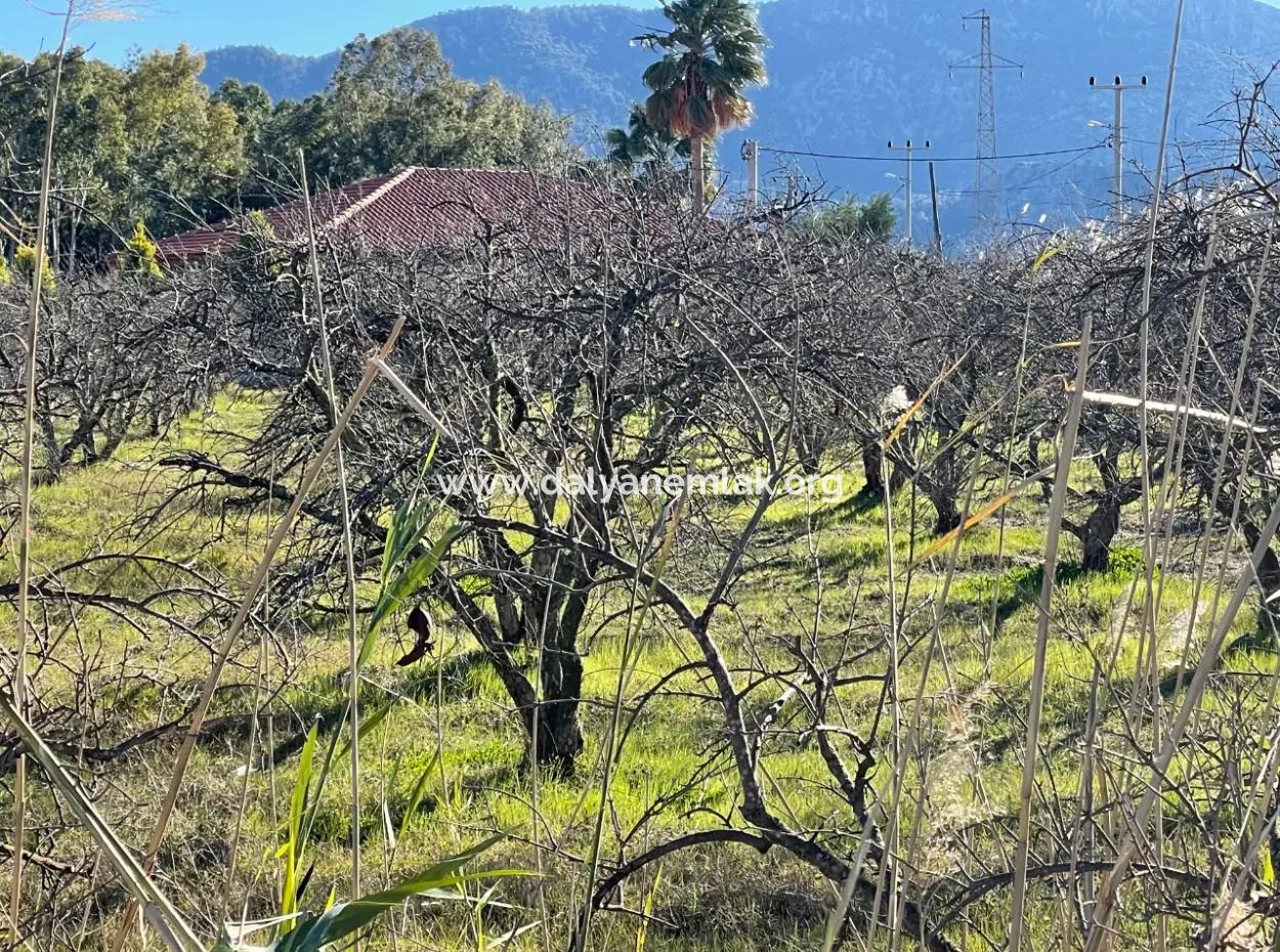 Dalyan Iztuzu Road Zero 5216M2 Field Plot For Sale