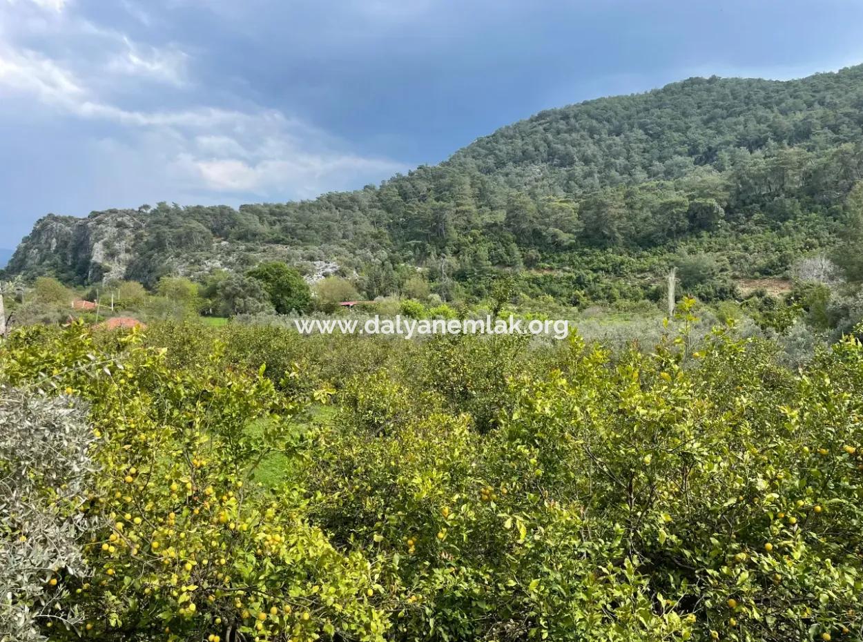 5000M2 Field For Sale At The Beginning Of The Road In Çandır