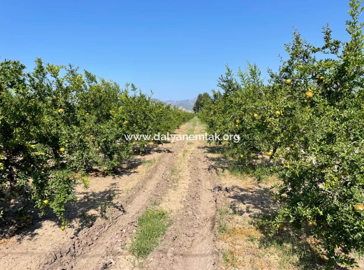 10,000M2 Pomegranate Garden For Sale In Dalyan Arıkbaşı And Gerendüzün
