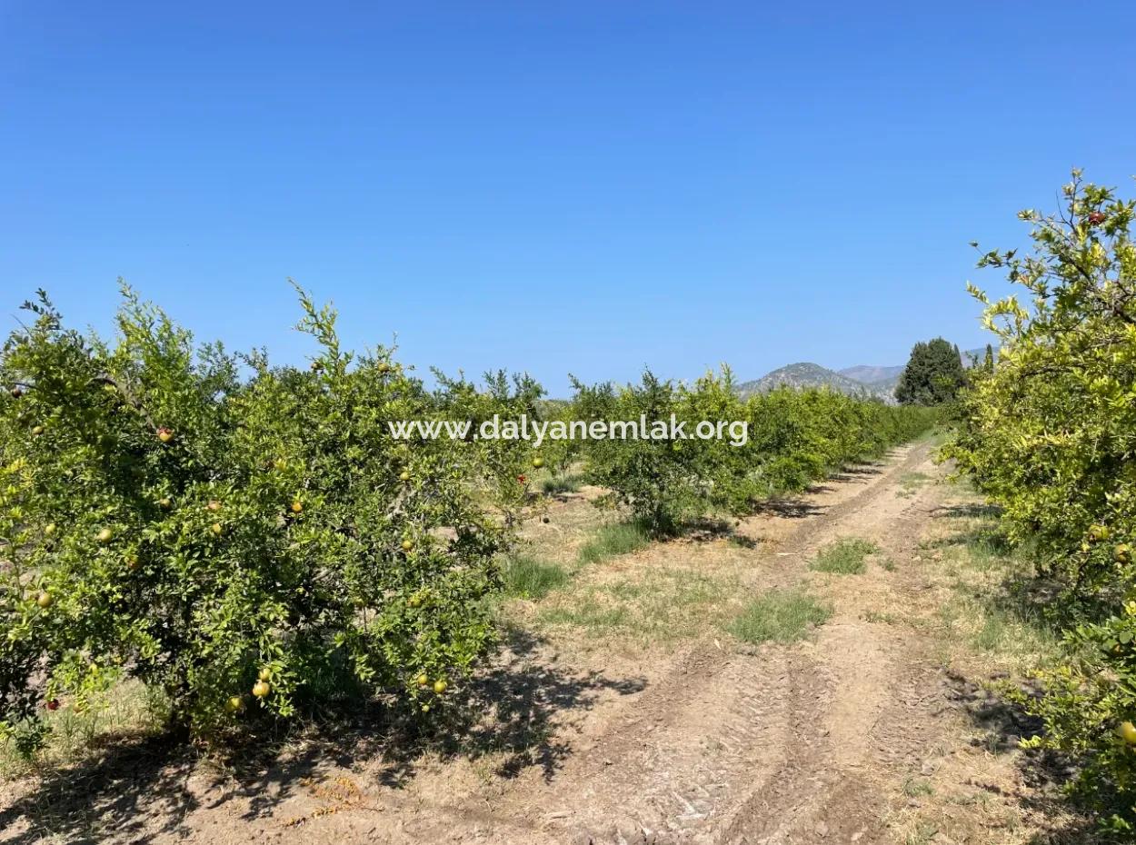 10,000M2 Pomegranate Garden For Sale In Dalyan Arıkbaşı And Gerendüzün